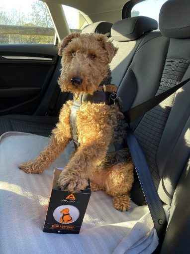 Picture of Trailstone Dog Seat Belts