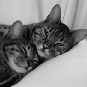 Picture for category Cat